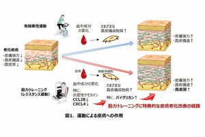 筋力トレーニングが美肌に貢献することを世界で初めて報告